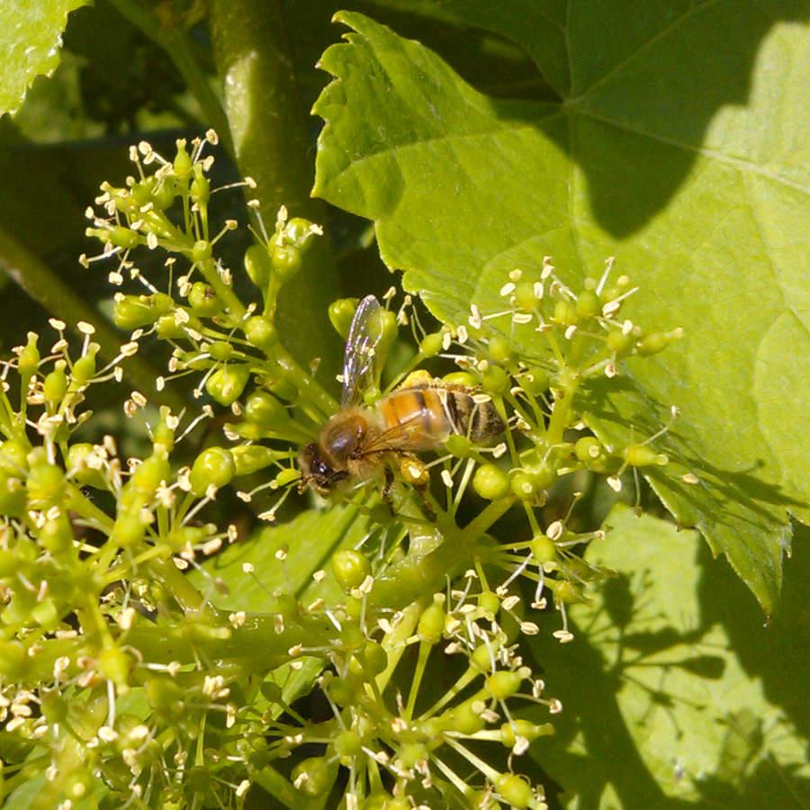 Eine Biene auf einer blühenden Weintraube