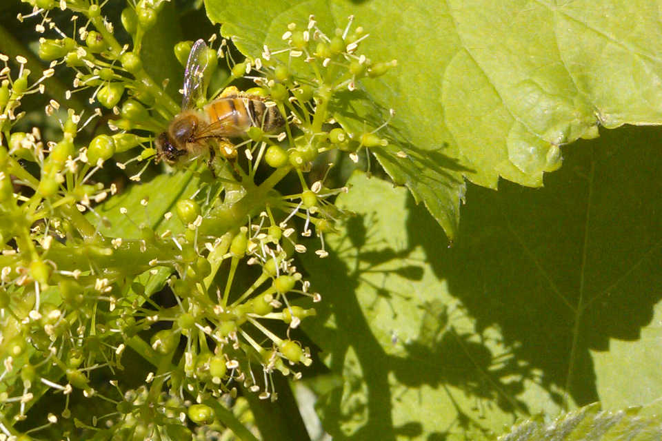 Eine Biene auf einer blühenden Weintraube