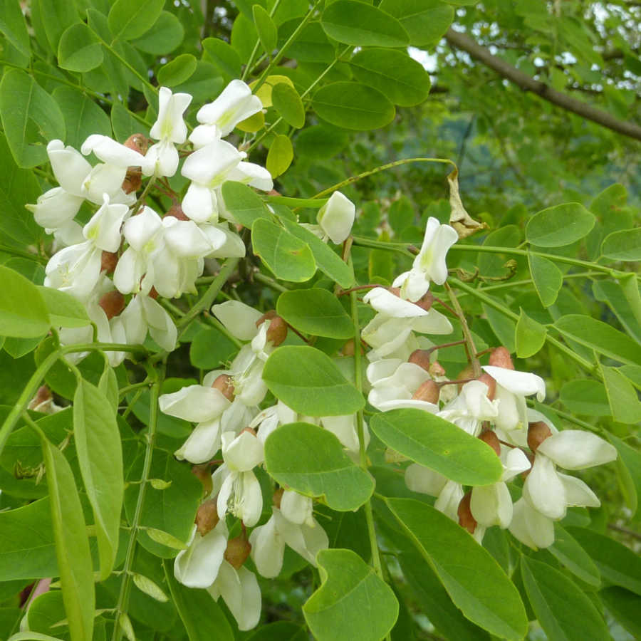 Fleurs d'acacia