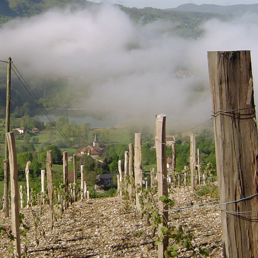 Vignoble de Monthoux en Savoie avec vue sur les lacs de Chevelu