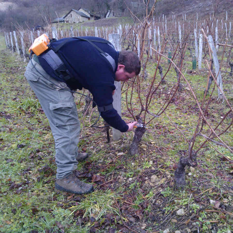 Taille de la vigne en Savoie, cépage Chardonnay