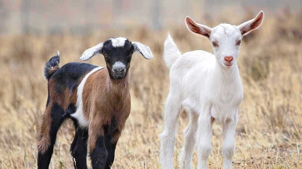 Zwei Junge Ziegen auf der Wiese