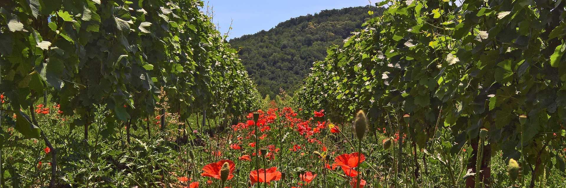 Coquelicots dans les vignes