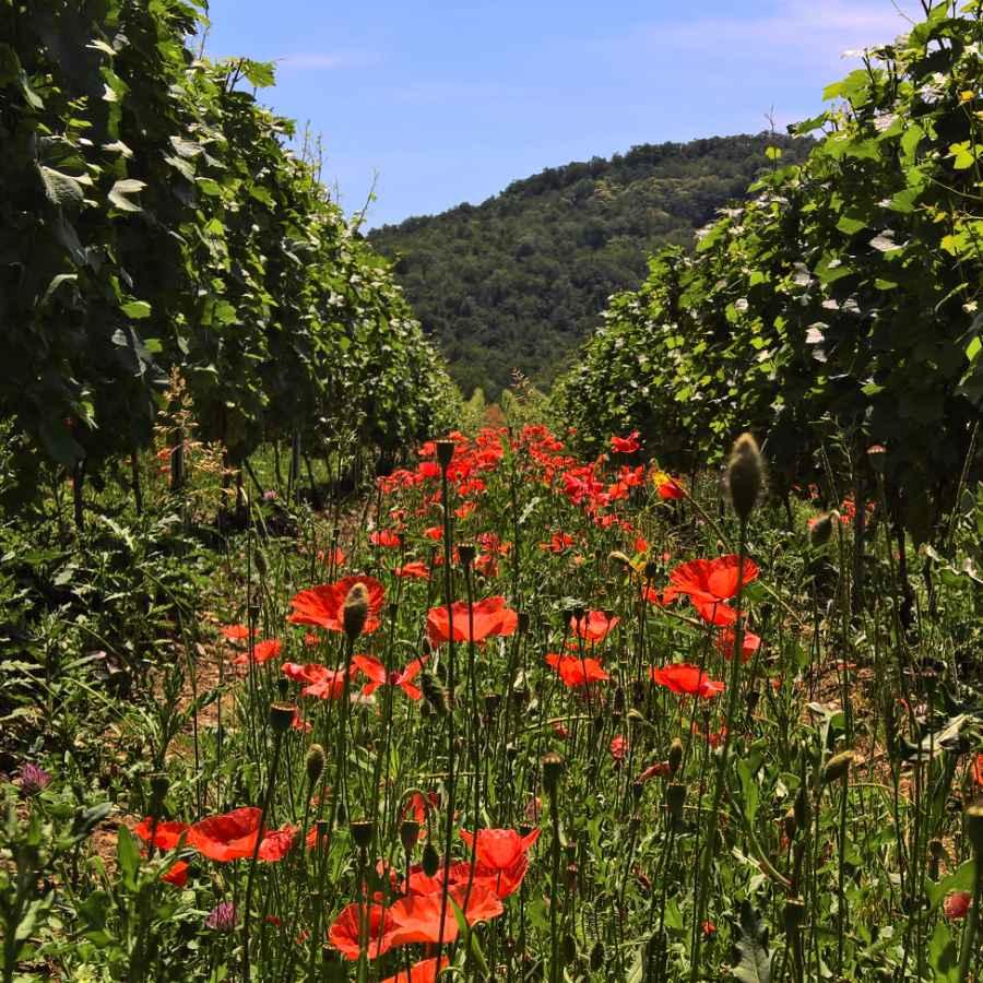 Coquelicots dans les vignes