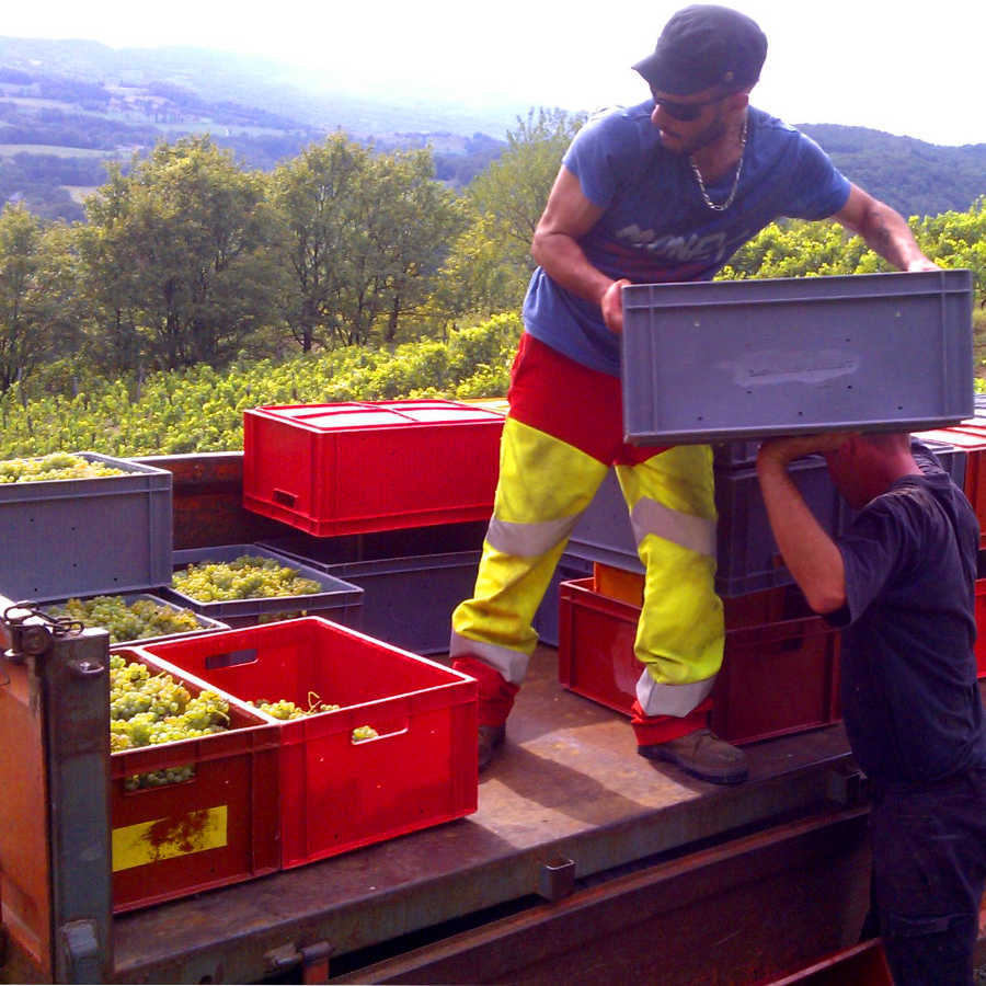 Chargement des caisses de raisins sur la remorque