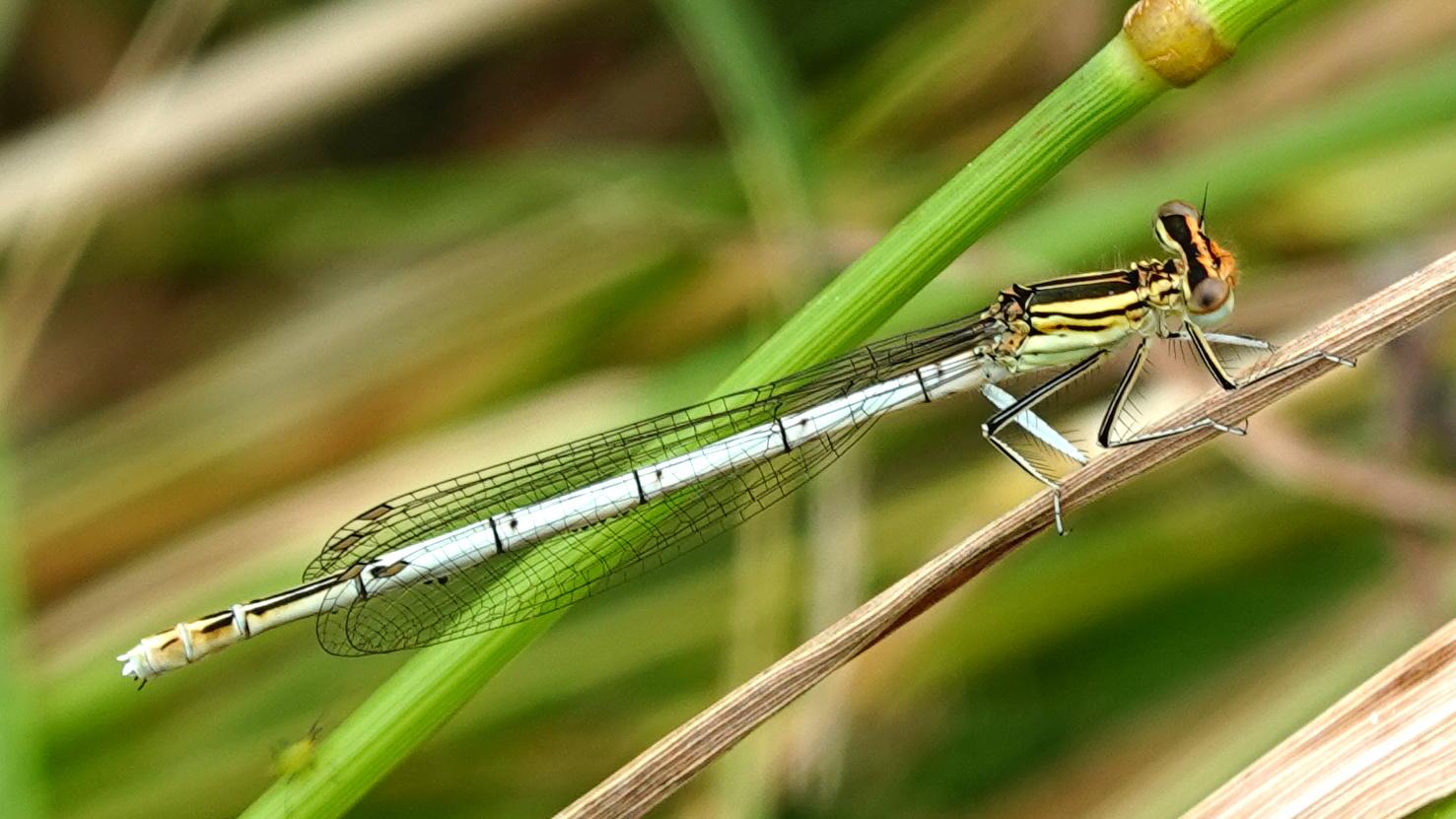 Biodiversité en Savoie