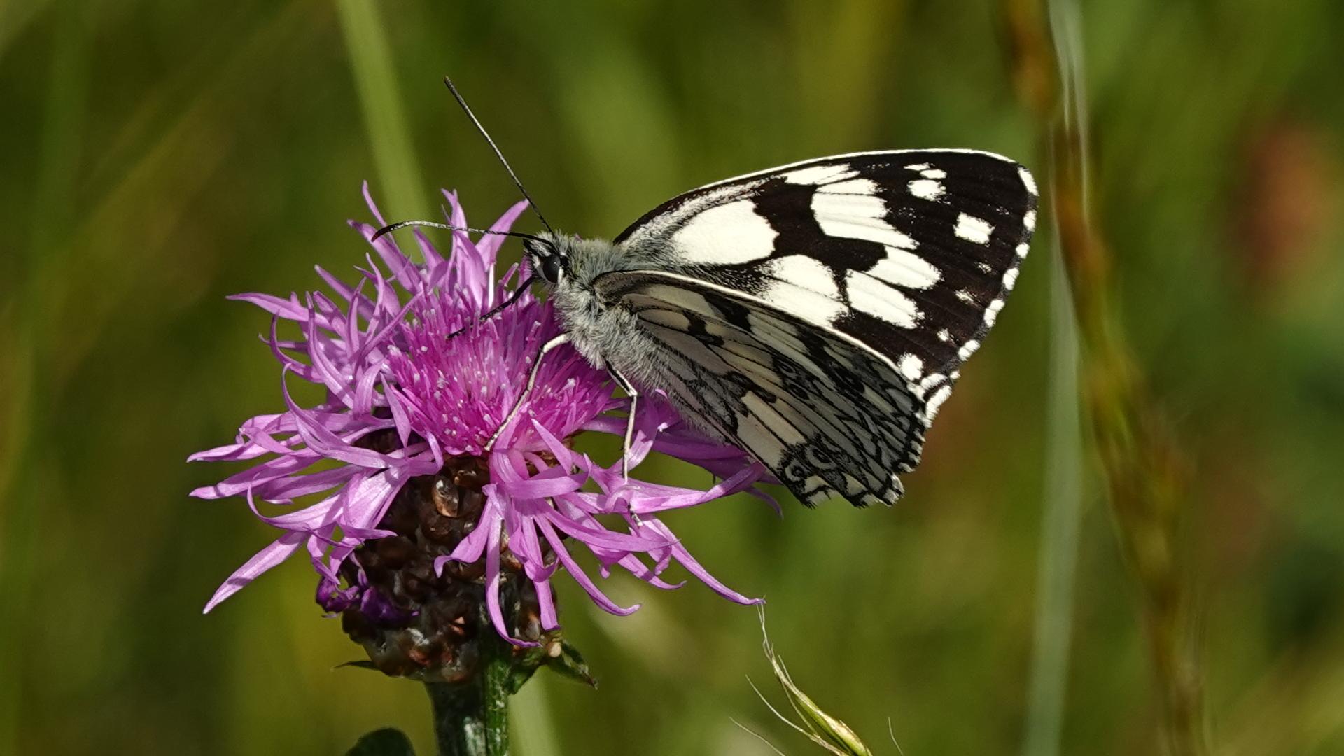 Dsc05546 papillon demi deuil