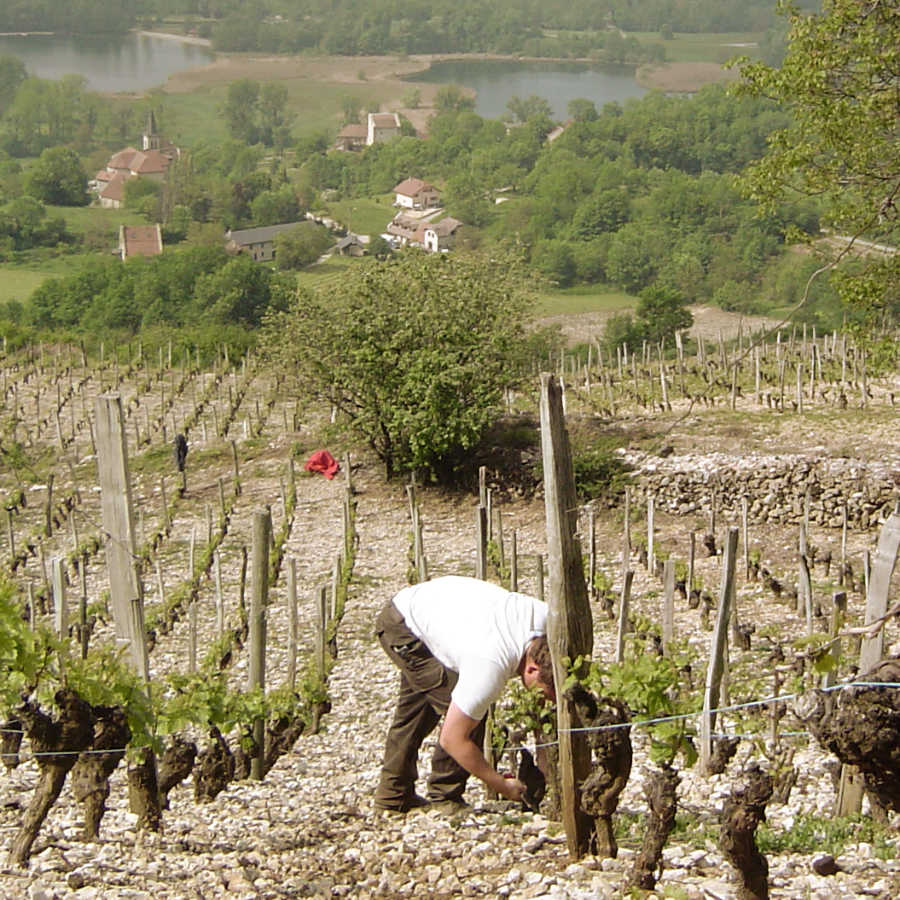 Ebourgeonnage des ceps de Gamay