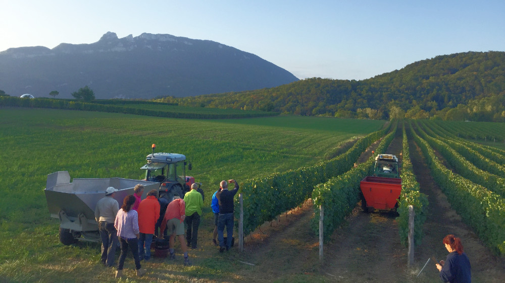 Weinlese in den französischen Alpen