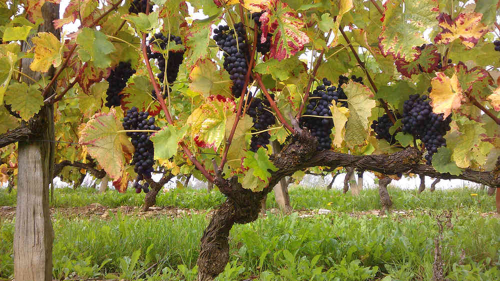 Mondeuse taillée en cordon de royat