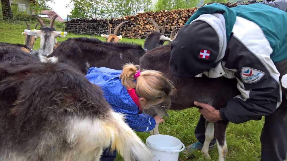 Ein Mädchen melkt eine Ziege