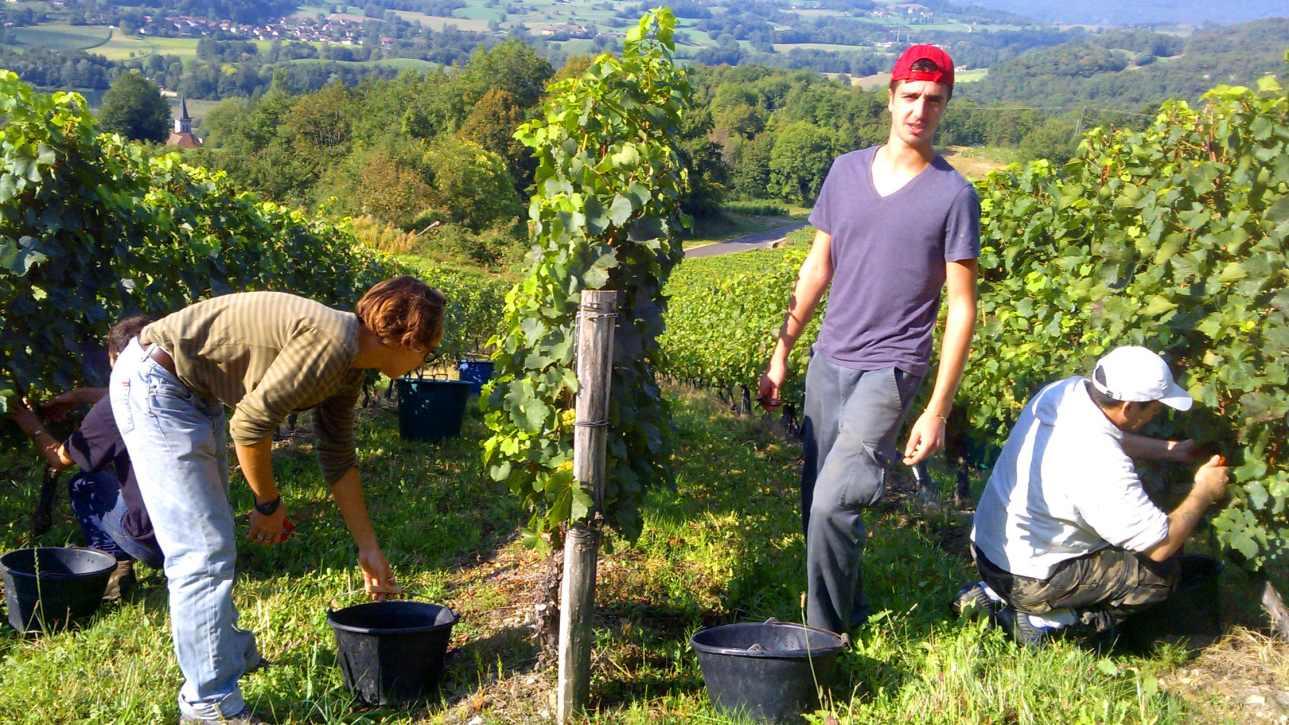 Vendanges 2015 monthoux en savoie 3 