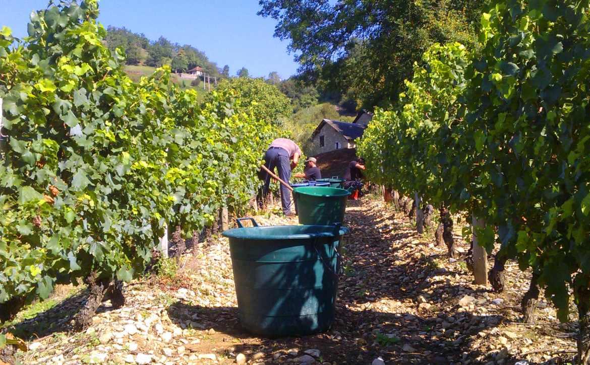Vendanges 2015 monthoux en savoie 7 