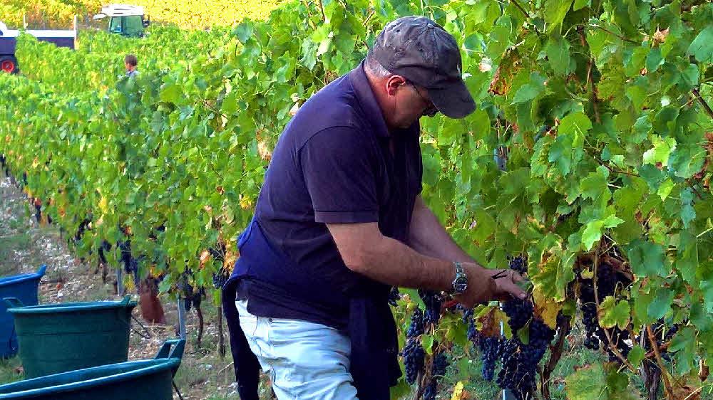 Vendanges 2018 monthoux en savoie 50 