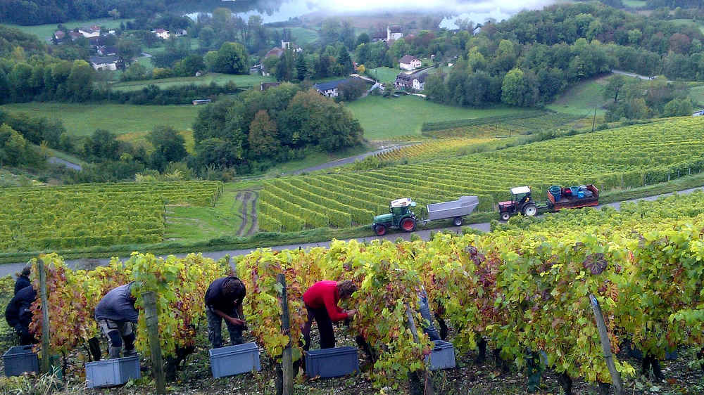 Vendanges des mondeuses