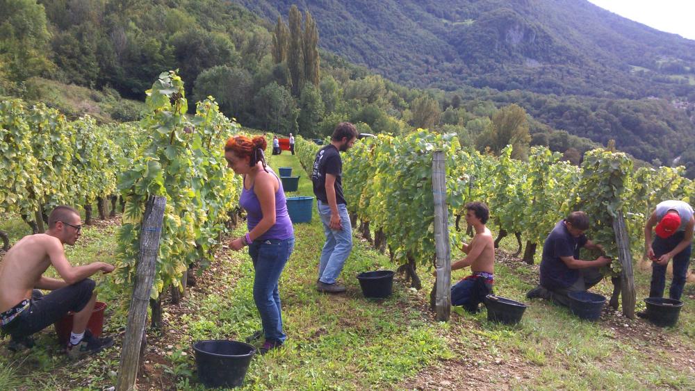 Vendanges monthoux 2014 1 