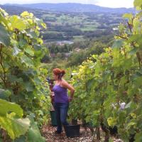 Vendanges monthoux 2014 10 