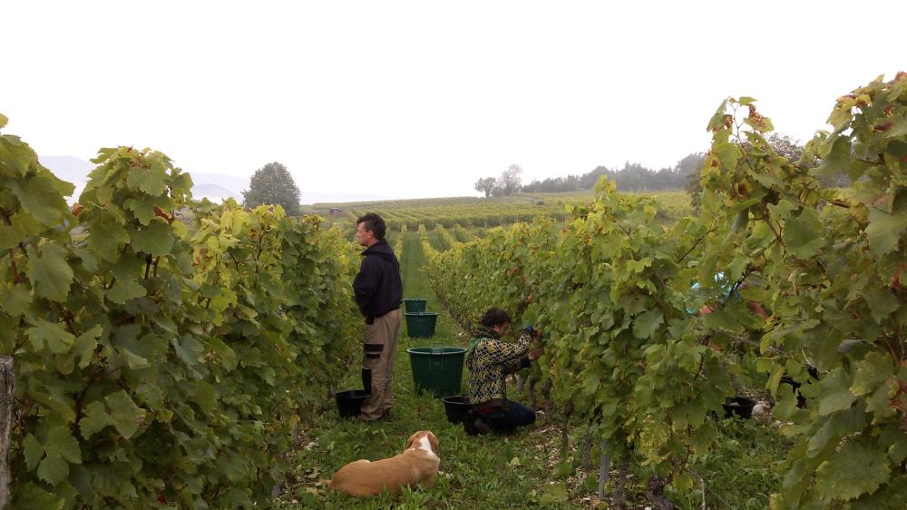 Vendanges monthoux 2014 100 