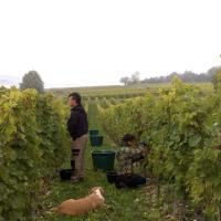 Vendanges monthoux 2014 100 