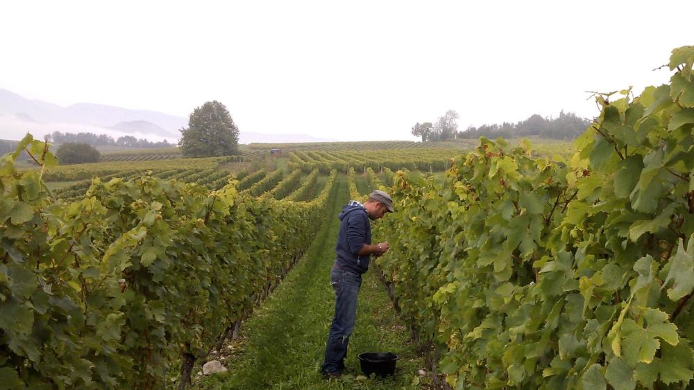 Vendanges monthoux 2014 101 