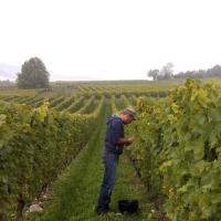 Vendanges monthoux 2014 101 