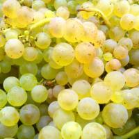 Vendanges monthoux 2014 104 