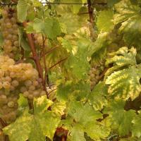 Vendanges monthoux 2014 106 