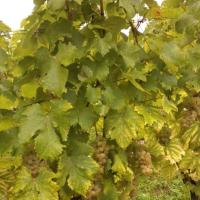 Vendanges monthoux 2014 107 