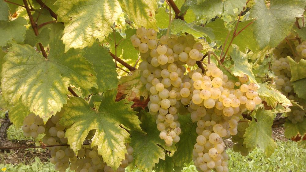 Vendanges monthoux 2014 108 