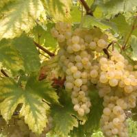Vendanges monthoux 2014 108 