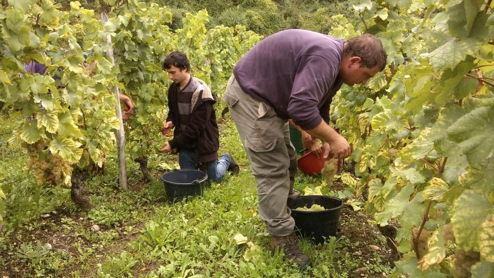 Vendanges monthoux 2014 109 