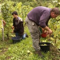 Vendanges monthoux 2014 109 