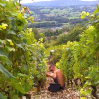 Vendanges monthoux 2014 11 