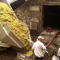 Vendanges monthoux 2014 110 