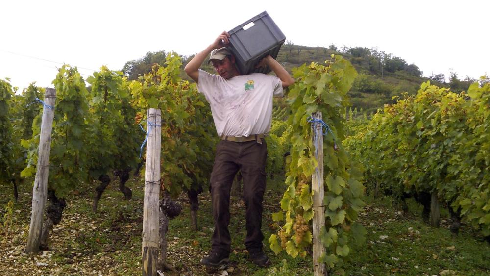 Vendanges monthoux 2014 111 