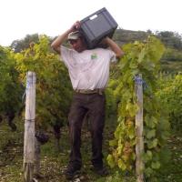 Vendanges monthoux 2014 111 