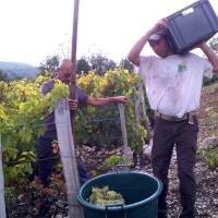 Vendanges monthoux 2014 112 