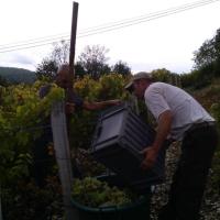 Vendanges monthoux 2014 113 