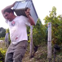 Vendanges monthoux 2014 114 