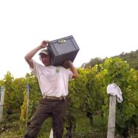 Vendanges monthoux 2014 115 