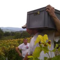 Vendanges monthoux 2014 116 
