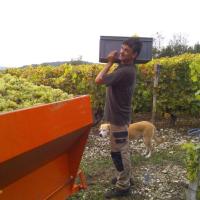 Vendanges monthoux 2014 117 