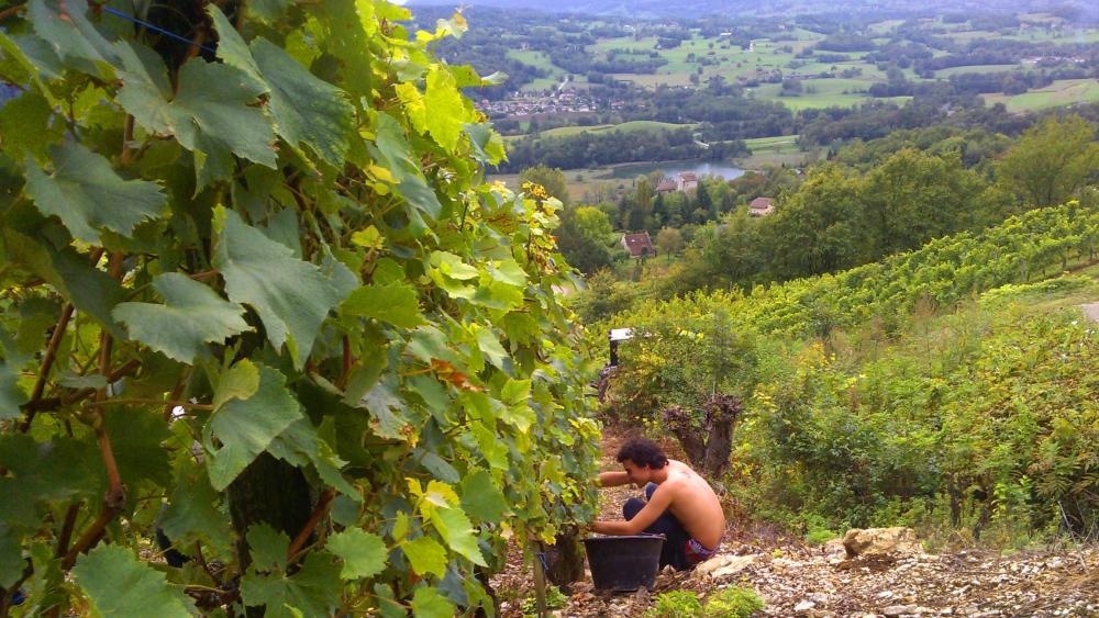 Vendanges monthoux 2014 12 