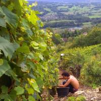 Vendanges monthoux 2014 12 