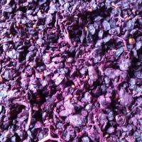 Vendanges monthoux 2014 123 