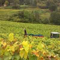 Vendanges monthoux 2014 128 