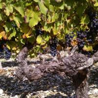 Vendanges monthoux 2014 129 