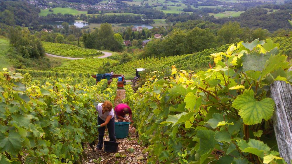 Vendanges monthoux 2014 13 