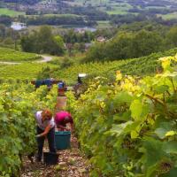 Vendanges monthoux 2014 13 