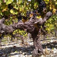 Vendanges monthoux 2014 130 